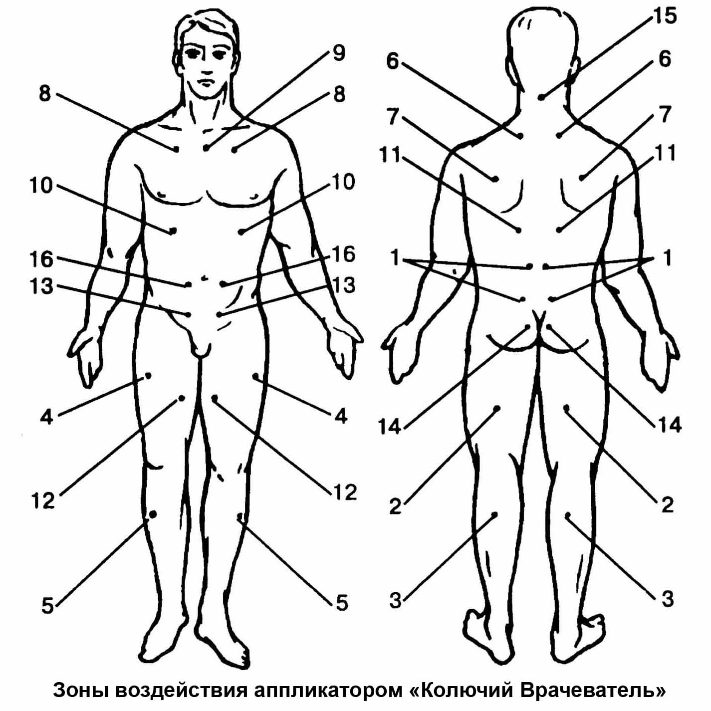зоны воздействия аппликаторами КОЛЮЧИЙ ВРАЧЕВАТЕЛЬ